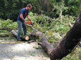 Professional Tree Removal in Good Hope, AL