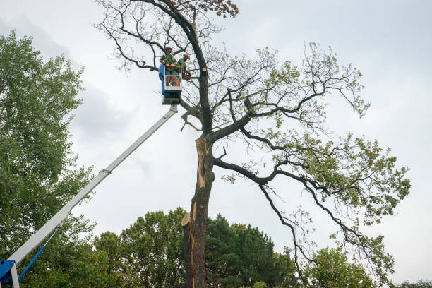 How Our Tree Care Process Works  in  Good Hope, AL